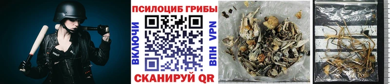 Галлюциногенные грибы Psilocybe  Новошахтинск 