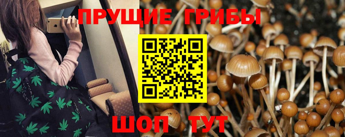 Псилоцибиновые грибы мицелий Новошахтинск